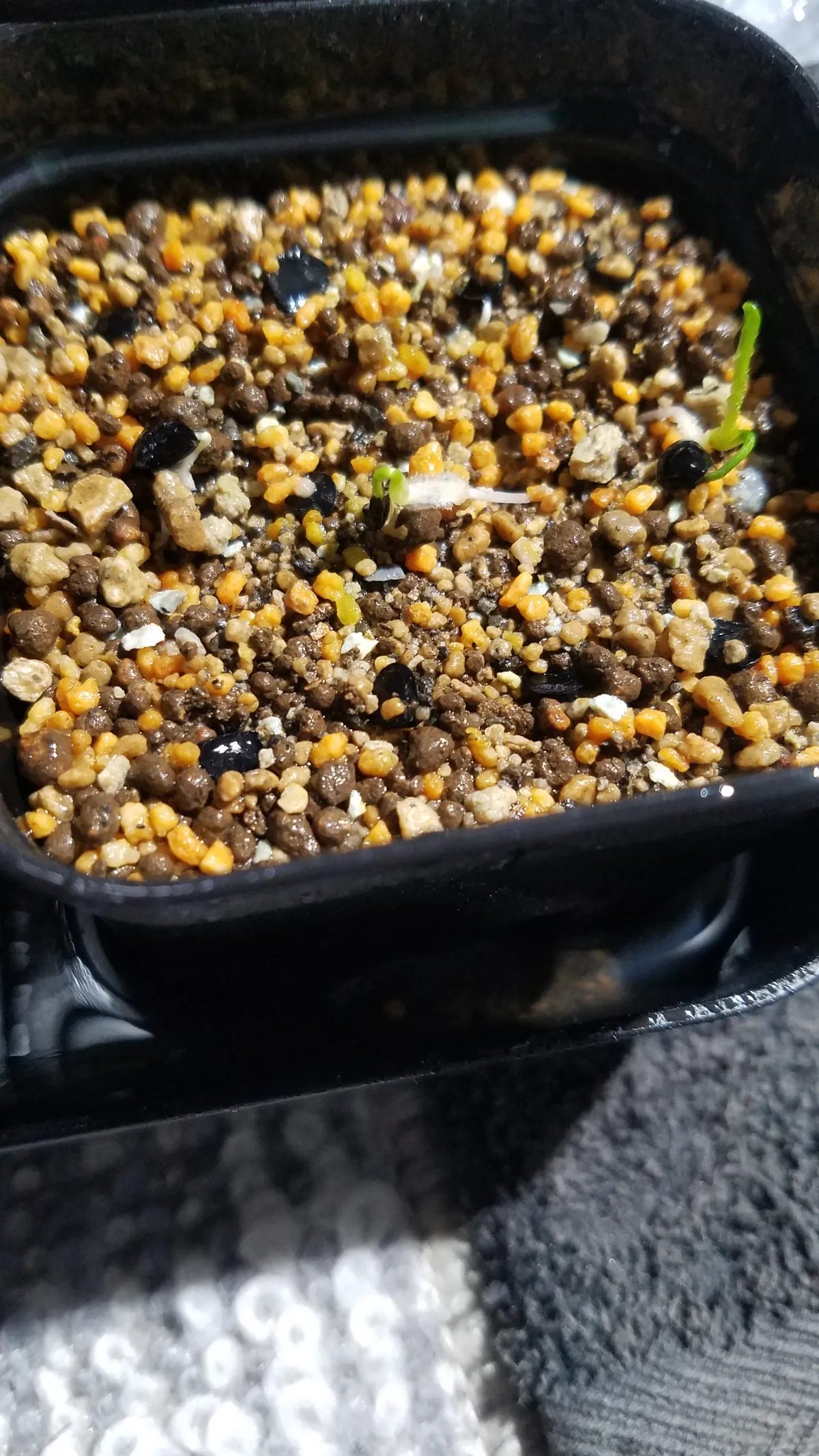 Yucca thompsoniana (ユッカ トンプソニアーナ)