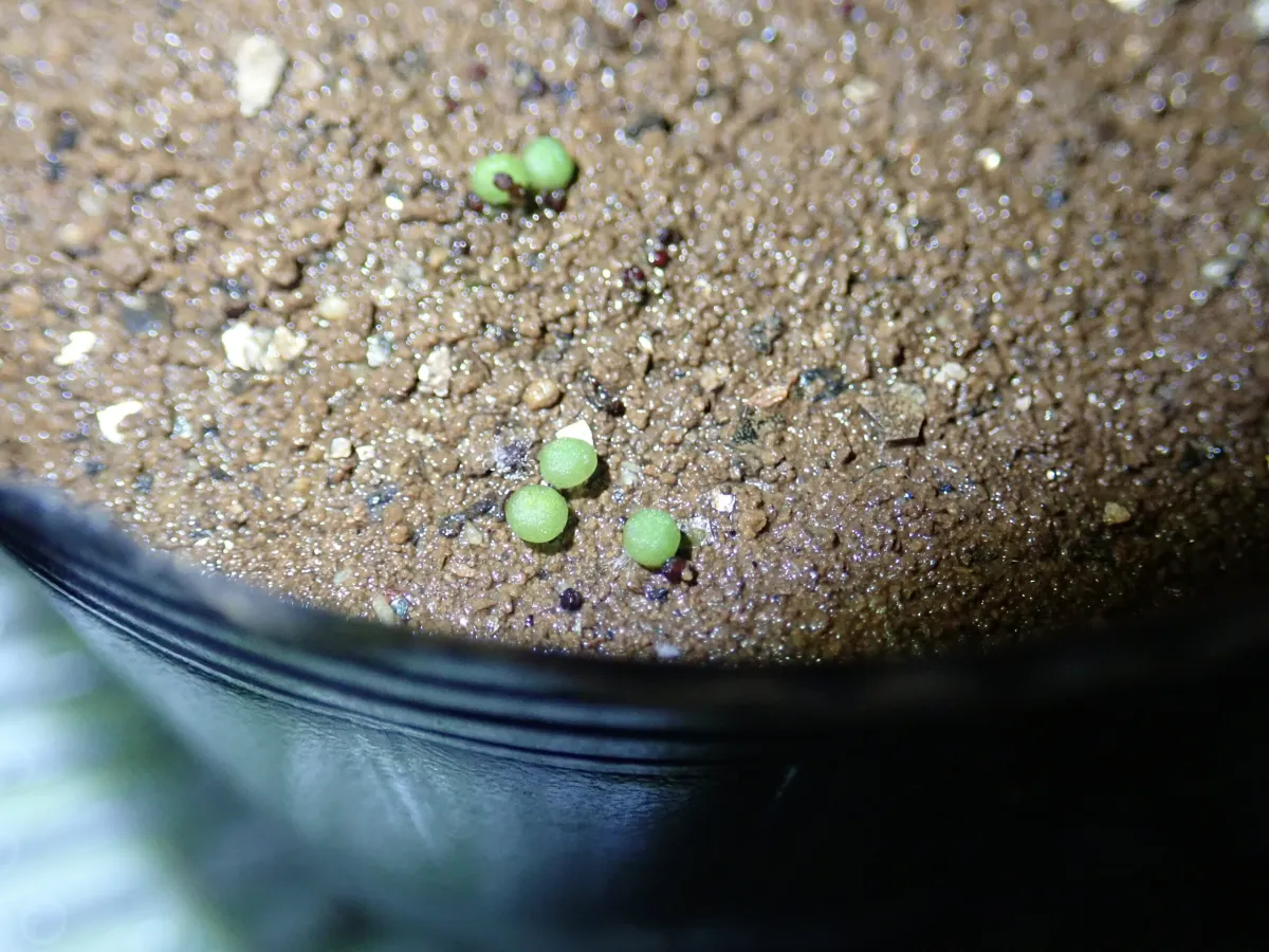 Aztekium ritteri (アズテキウム 花籠)