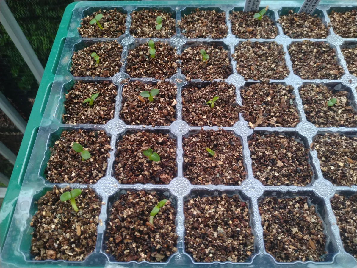 Pachypodium brevicaule subsp. leucoxanthum (パキポディウム レウコキサンツム)