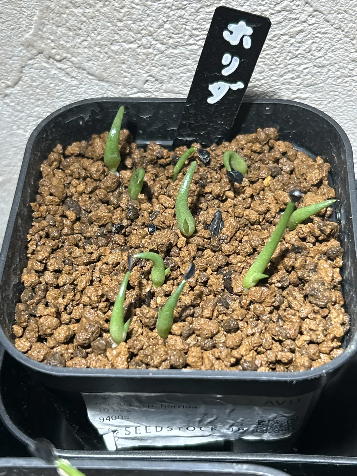 Agave horrida ssp. horrida (アガベ ホリダ)