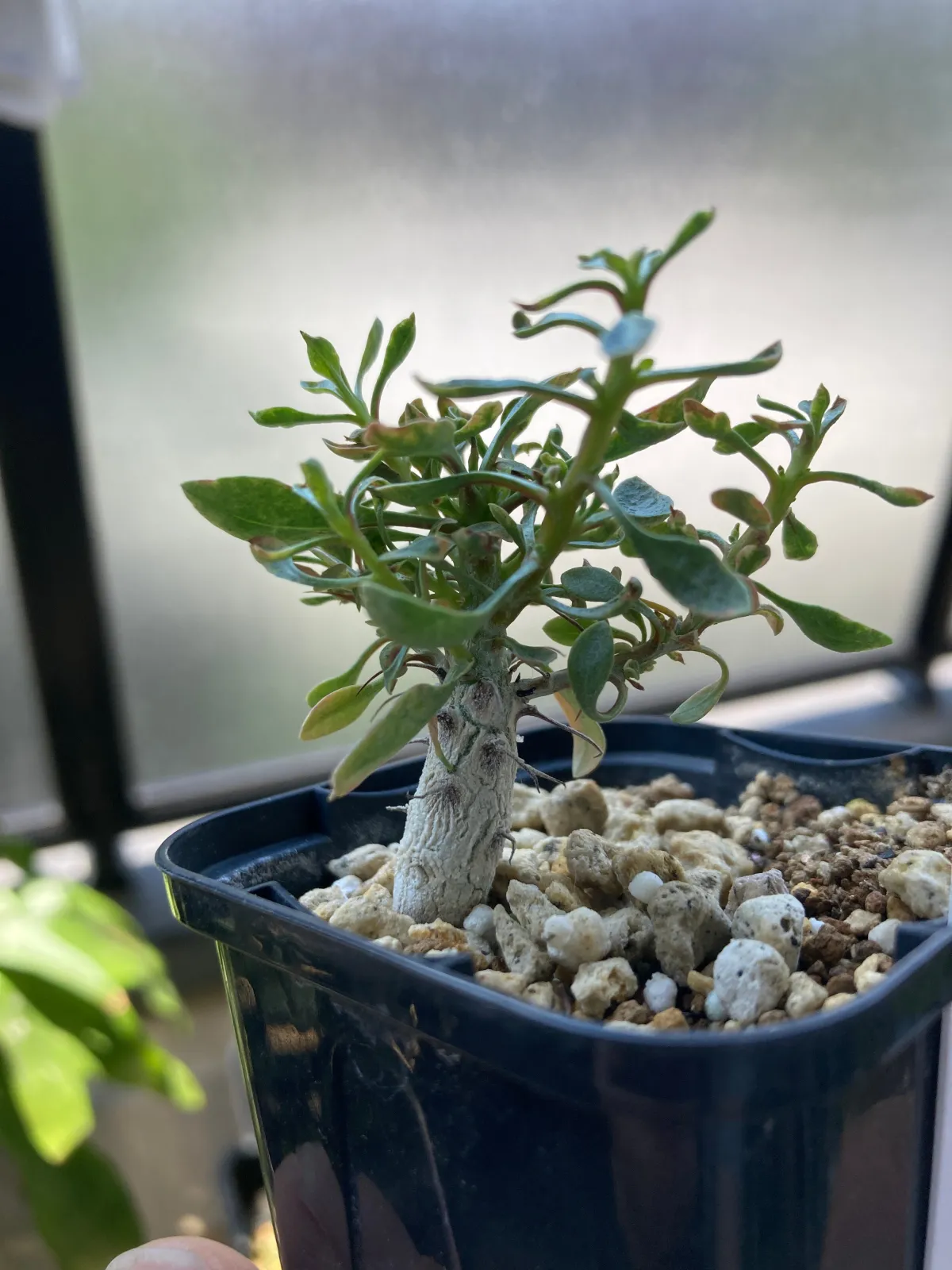 Fouquieria columnaris (フォークイエリア コルムナリス 観峰玉)