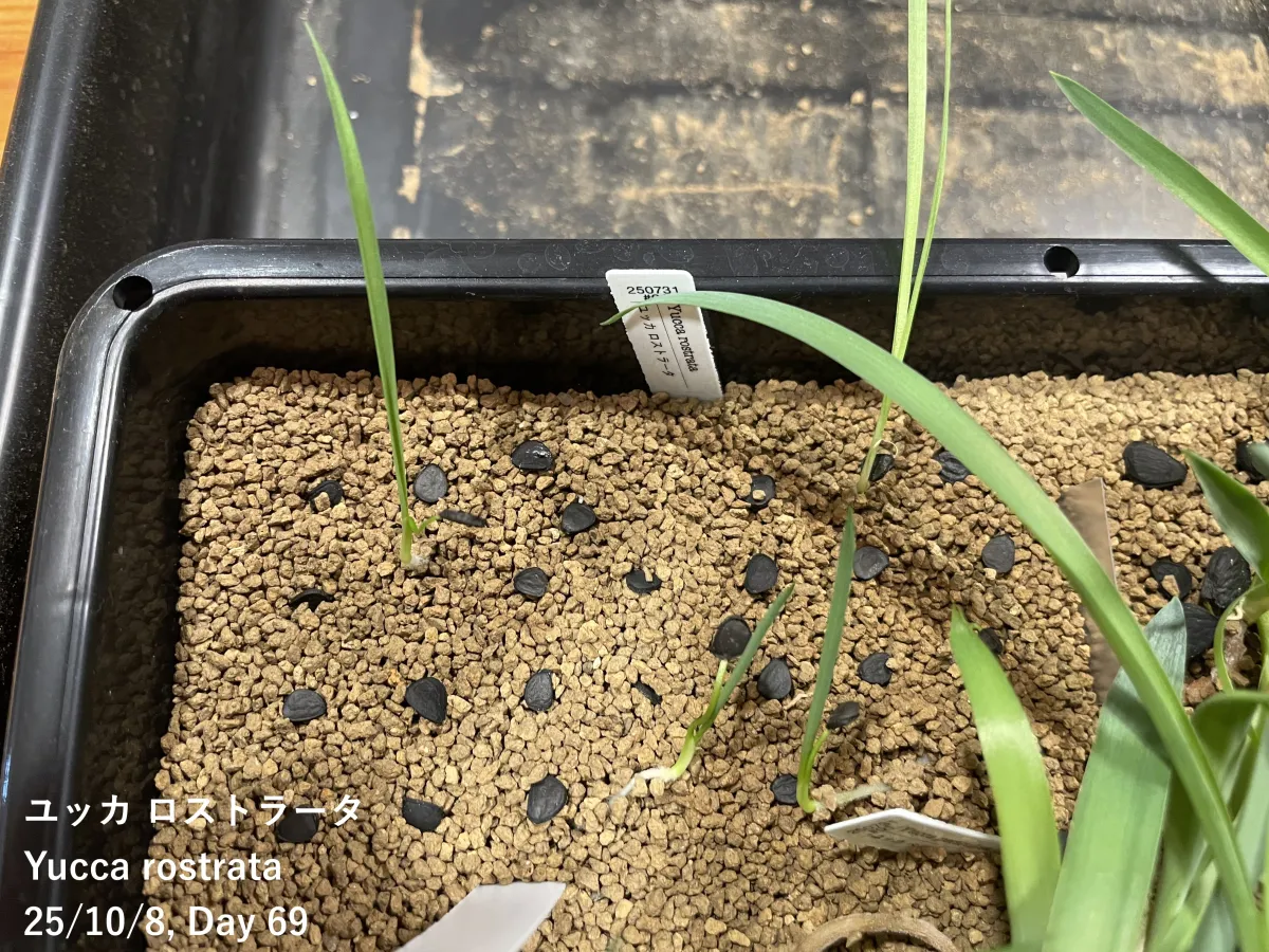 Yucca rostrata (ユッカ ロストラータ)