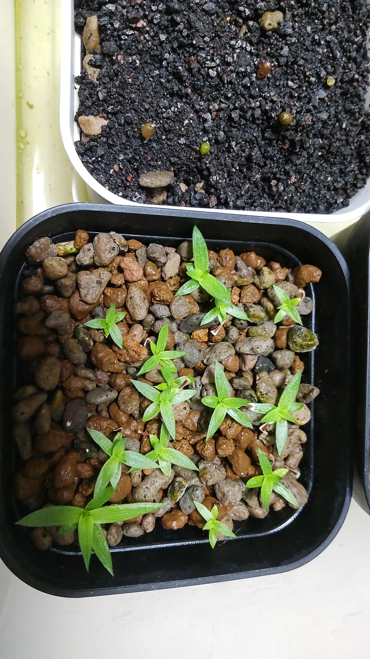 Puya mirabilis (プヤ ミラビリス)