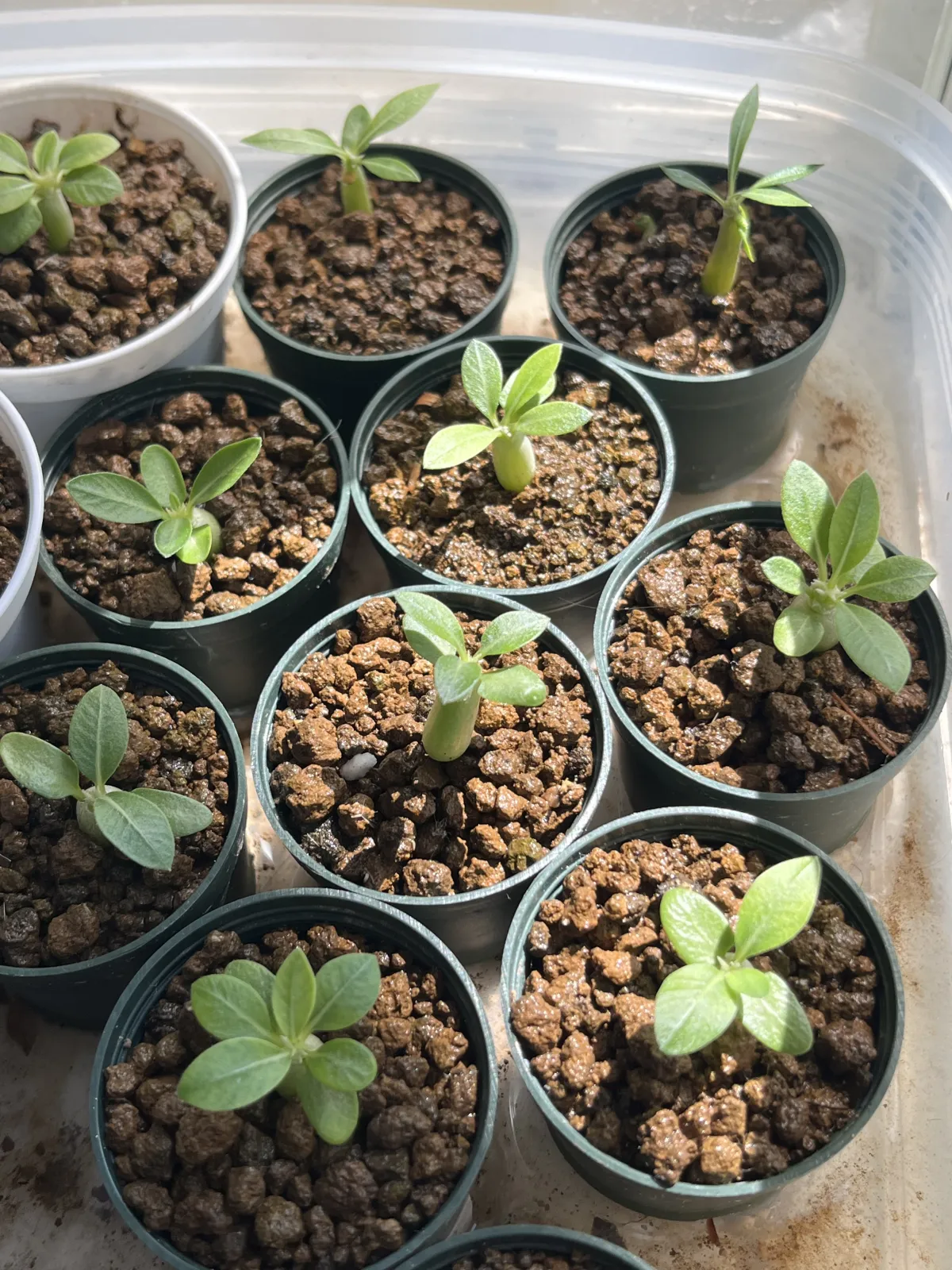 Pachypodium brevicaule subsp. leucoxanthum (パキポディウム レウコキサンツム)