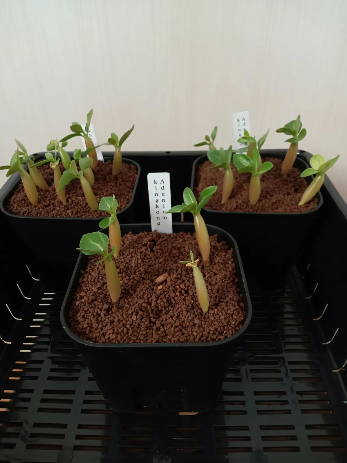 Adenium arabicum King Kong (アデニウム アラビカム キングコング)