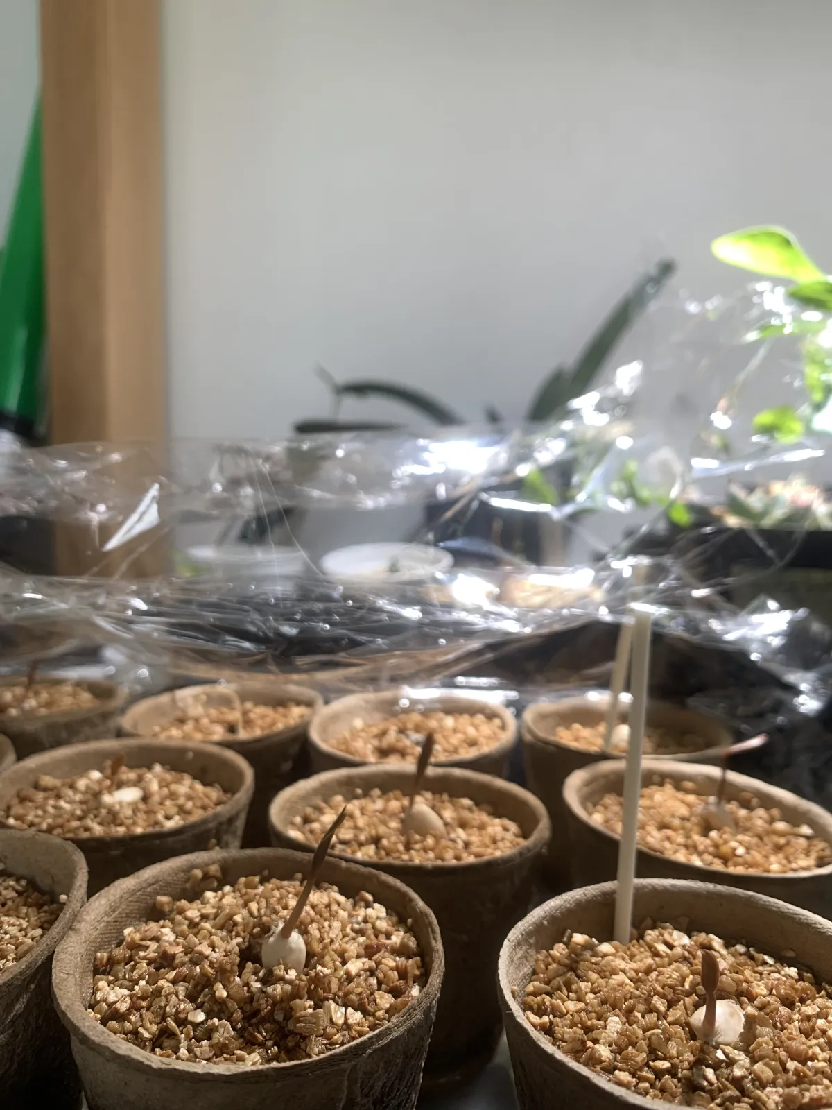 Welwitschia mirabilis (ウェルウィッチア ミラビリス 奇想天外)