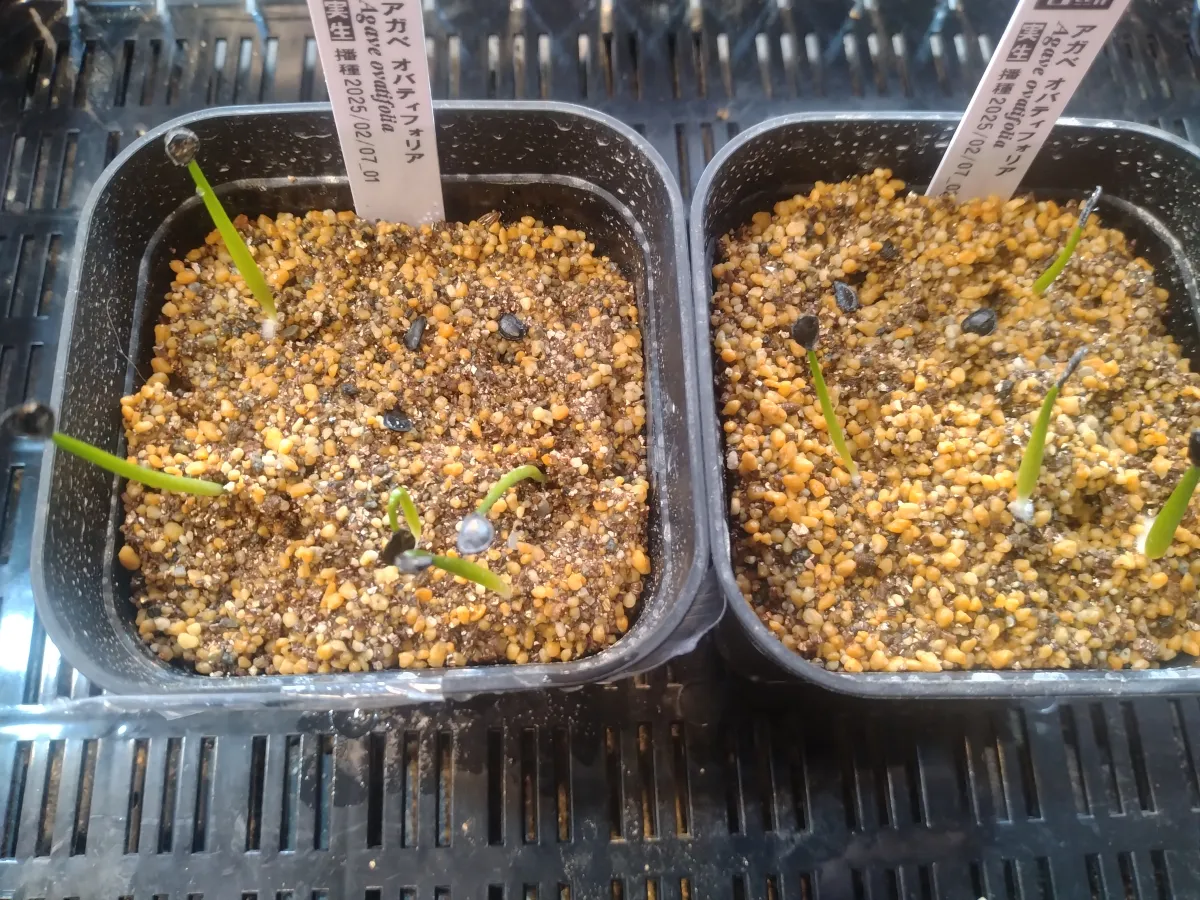 Agave ovatifolia (アガベ オバティフォリア)