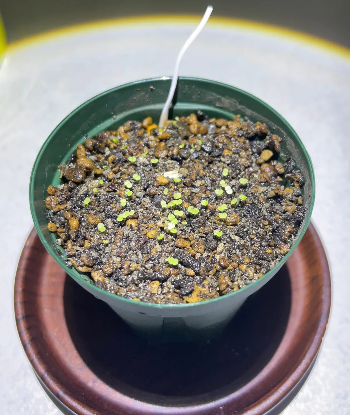 Echeveria laui La Roseta (エケベリア ラウイ)