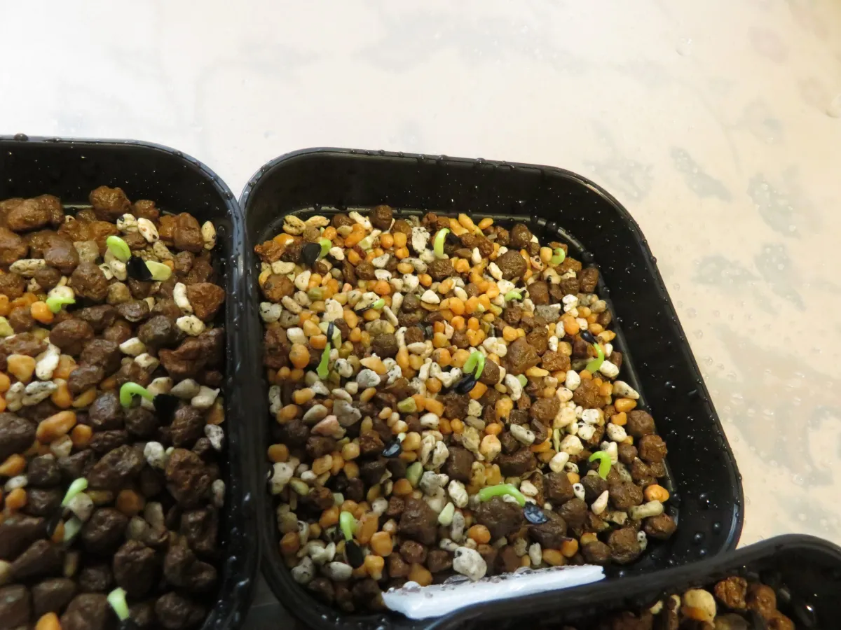 Agave titanota 'Blue' (アガベ チタノタブルー)