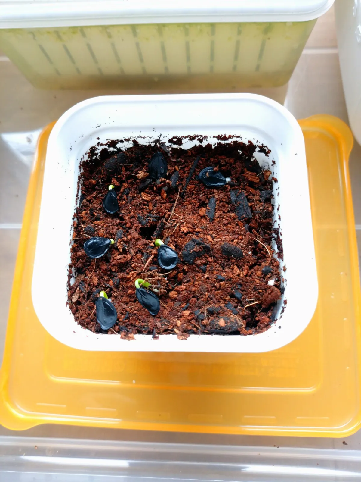 Agave atrovirens var. atrovirens (アガベ アトロビレンス)