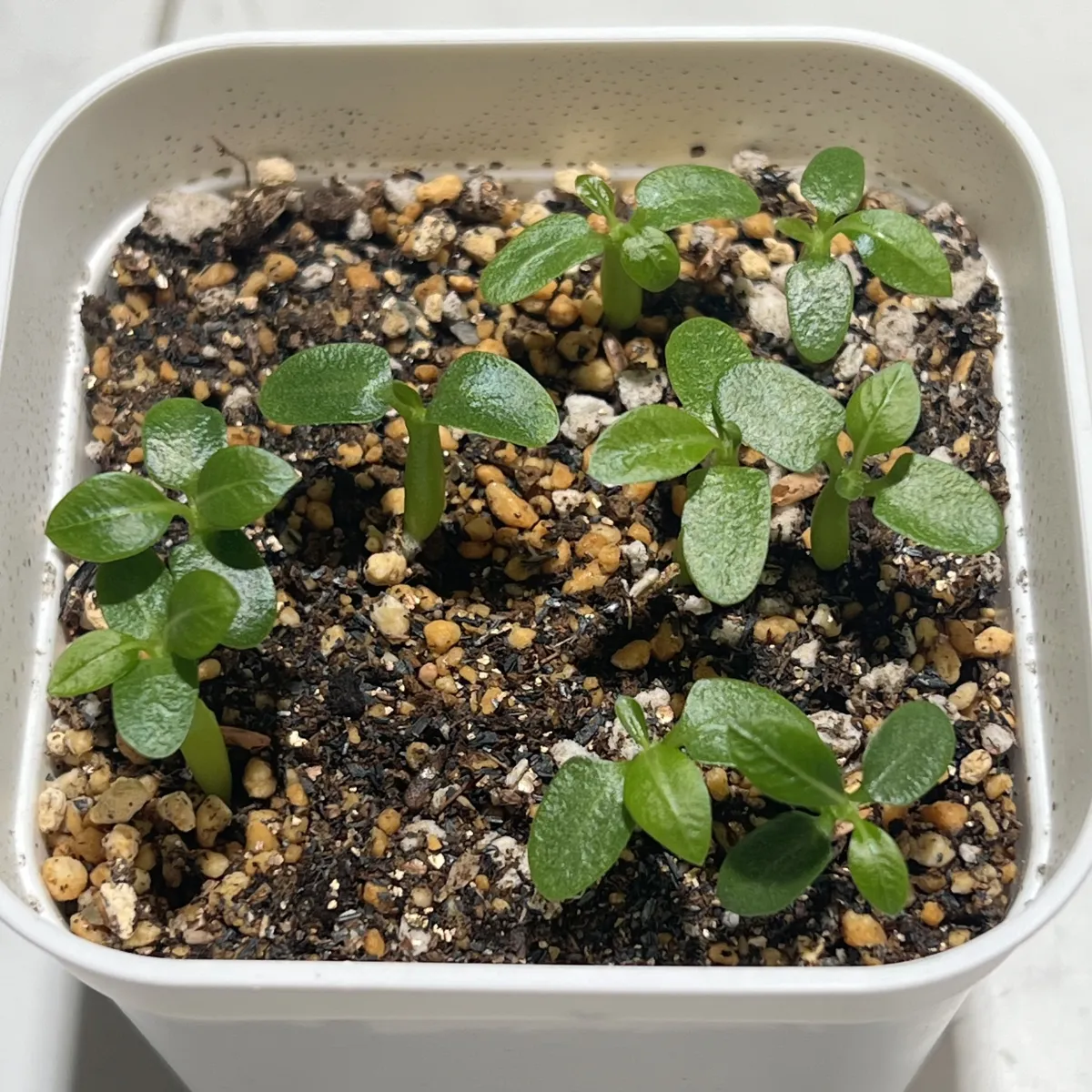 Pachypodium brevicaule subsp. leucoxanthum (パキポディウム レウコキサンツム)