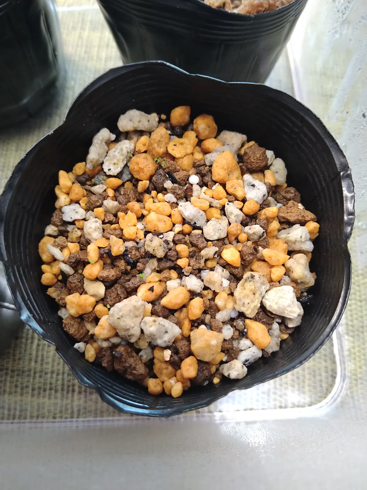 Begonia murina (ベゴニア ムリナ)