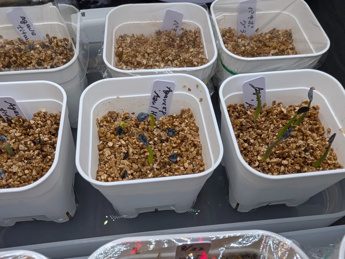 Agave Agave sp 'Azul Monterrey' (アガベ アズールモントレー)