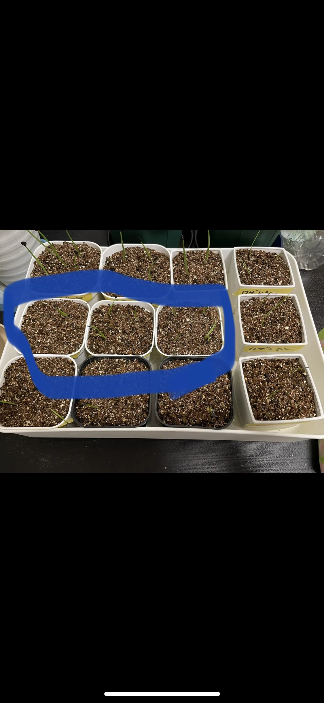 Agave utahensis var. eborispina (アガベ エボリスピナ)