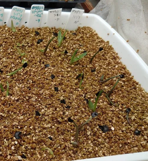 Agave potatorum Purple Haze (アガベ パープルヘイズ)