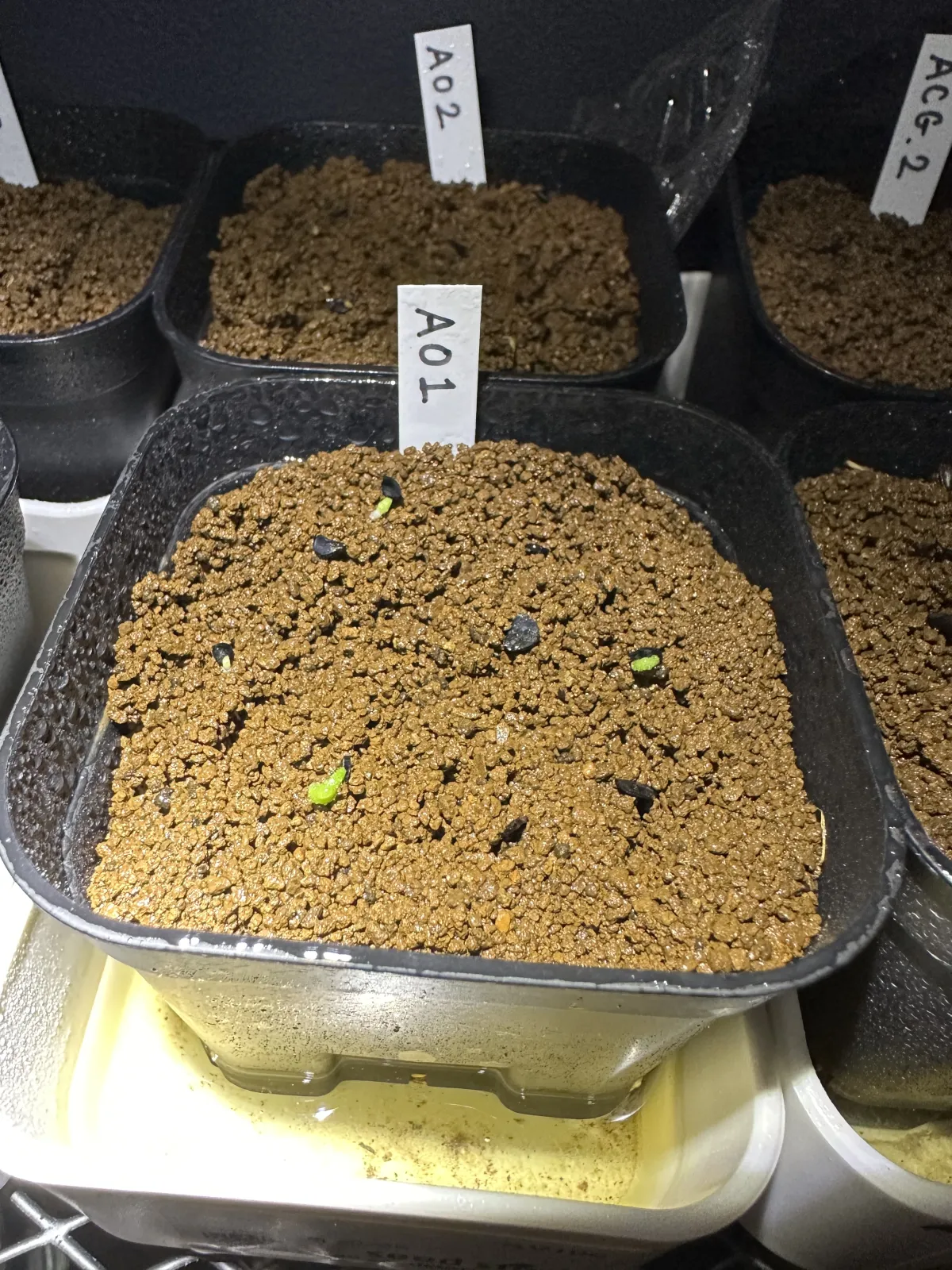 Agave oteroi (アガベ オテロイ)