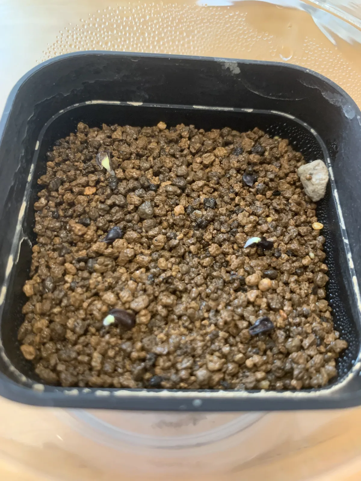 Pseudolithos migiurtinus (セドウリトス ミギウルティナス)