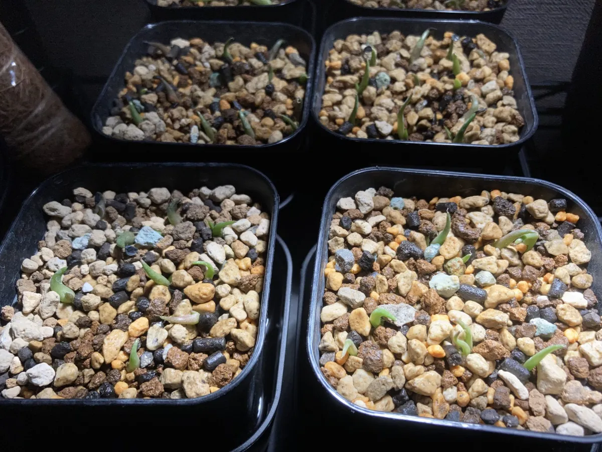 Agave titanota 'Blue' (アガベ チタノタブルー)