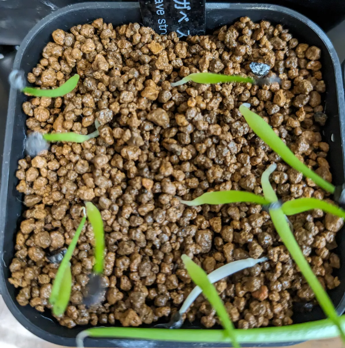 Agave stricta rubra (アガベ ストリクタ ルブラ)