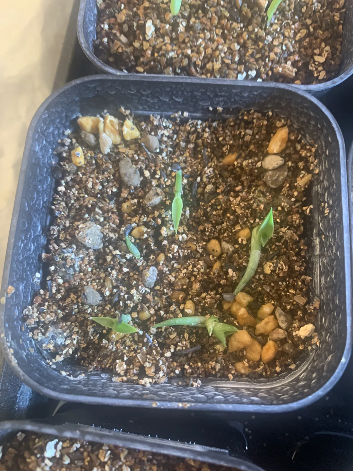 Agave filifera var. compacta (アガベ フィリフェラコンパクタ)