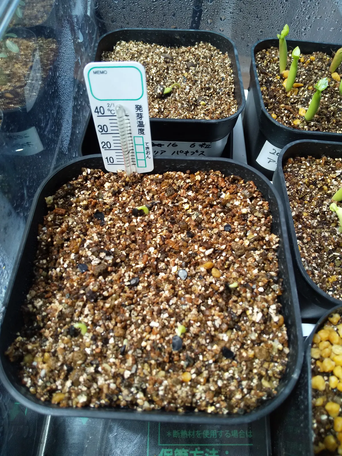 Agave victoriae-reginae (アガベ ビクトリアレジーナエ 笹の雪)