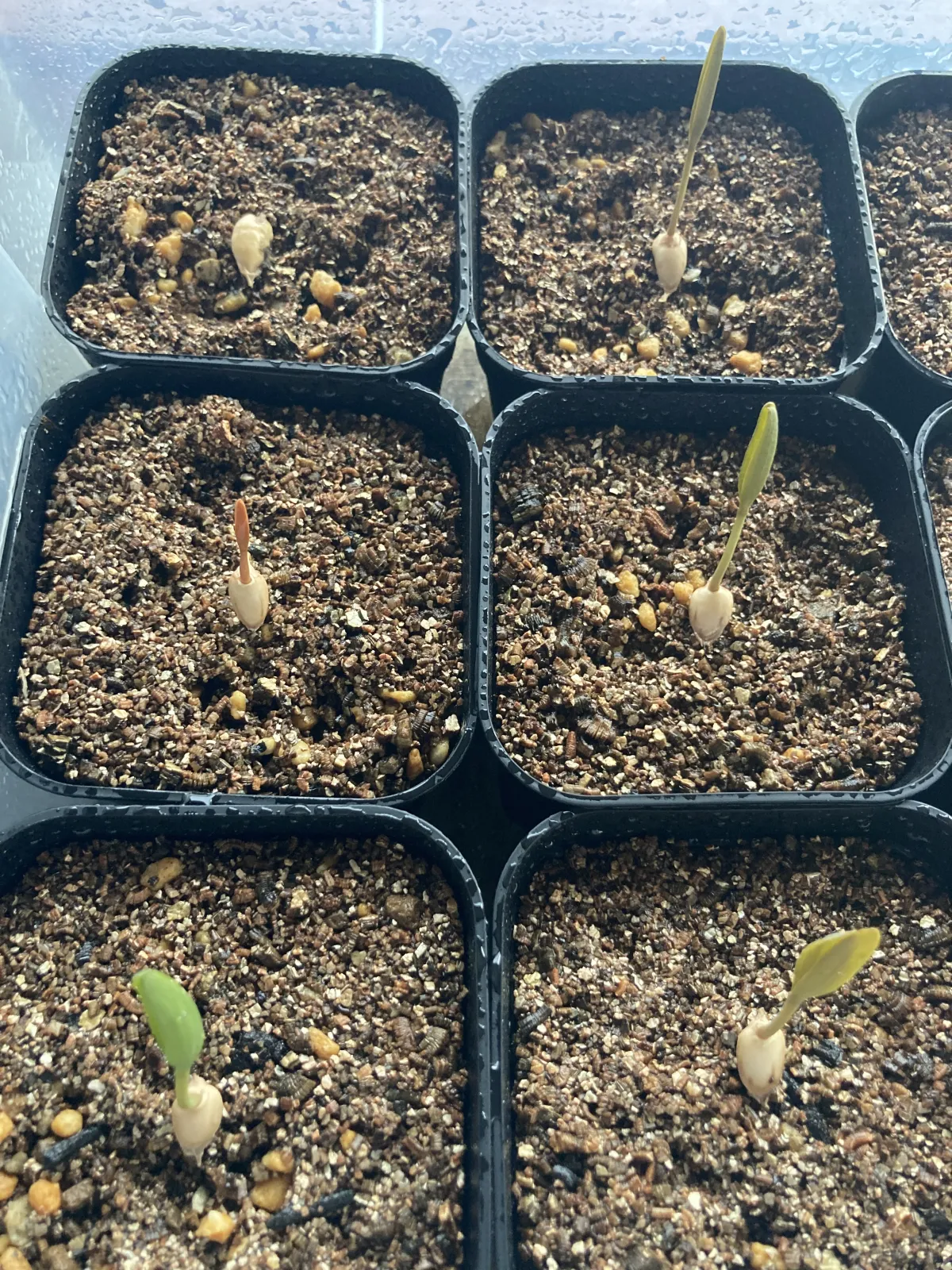 Welwitschia mirabilis (ウェルウィッチア ミラビリス 奇想天外)