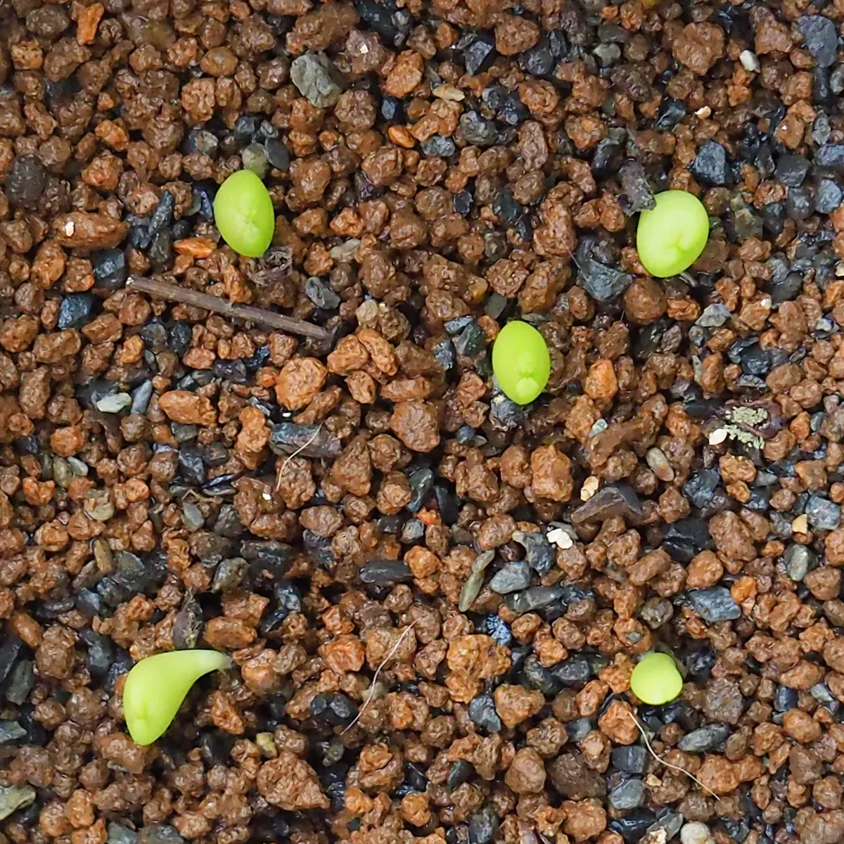 Pseudolithos migiurtinusの発芽