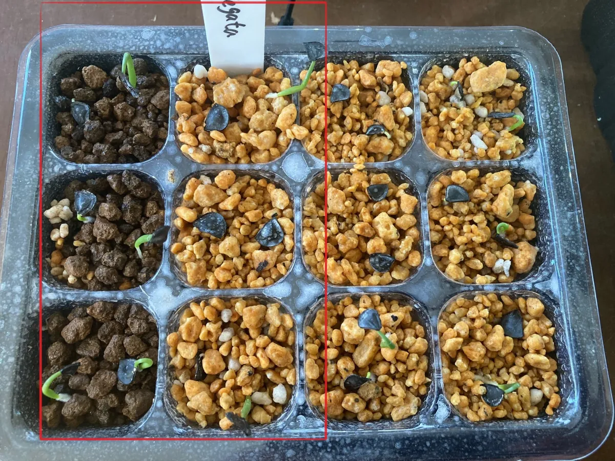 Agave angustifolia Marginata (アガベ アンガスティフォリア バリエガータ)