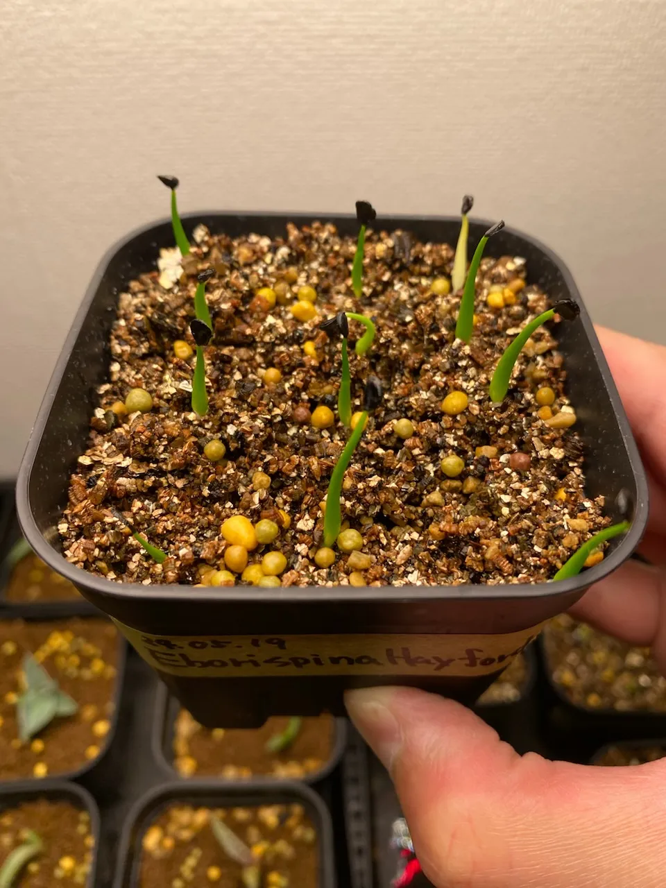 Agave utahensis var. eborispina 'Hayford' (アガベ エボリスピナ ヘイフォード)