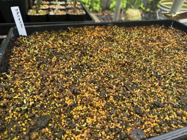 Agave oteroi (アガベ オテロイ)