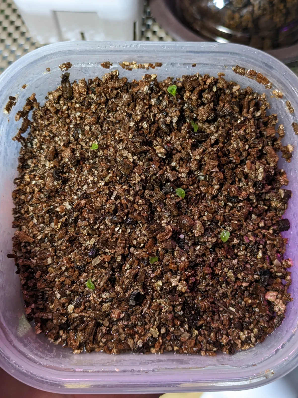 Hechtia galeottii (ヘクチア ガレオッティ)