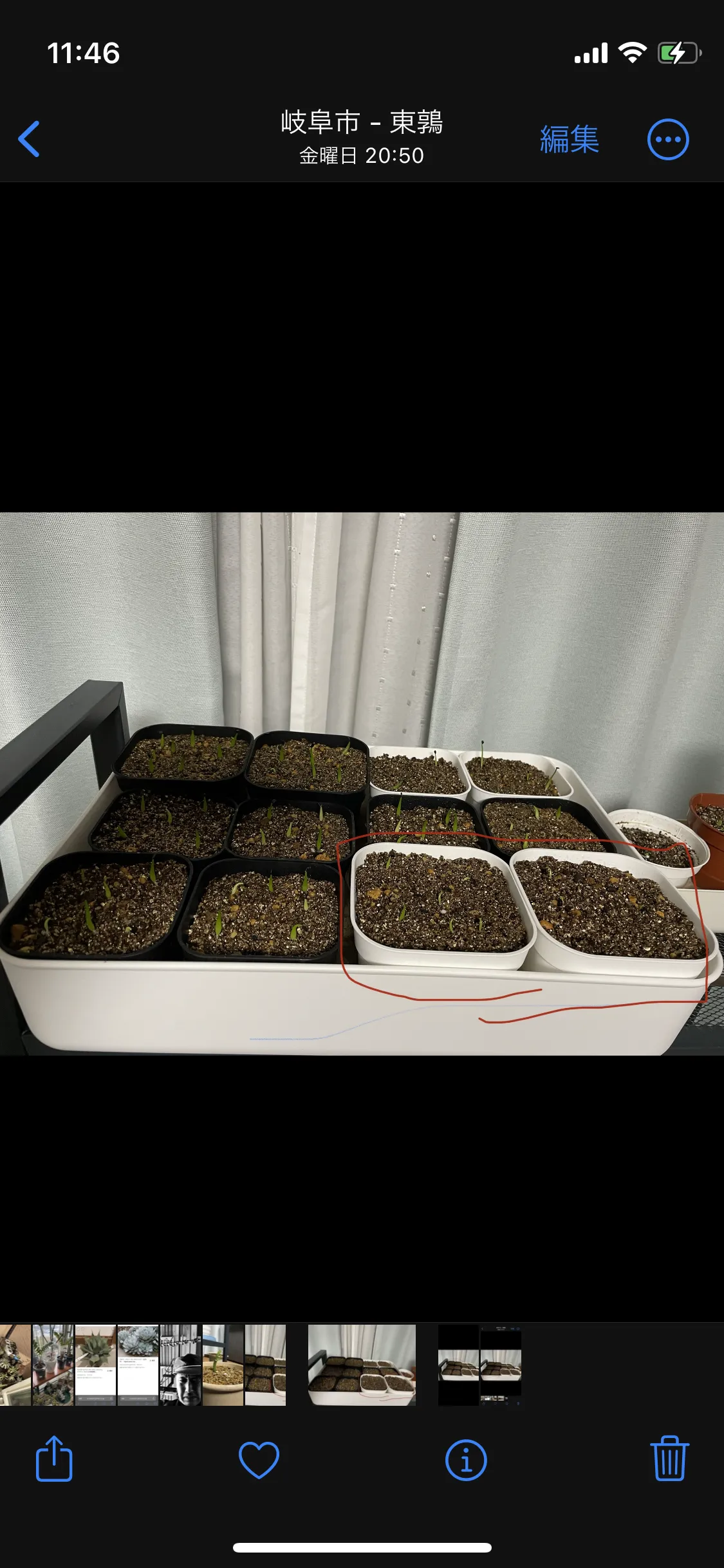 Agave pendula (アガベ ペンデュラ)