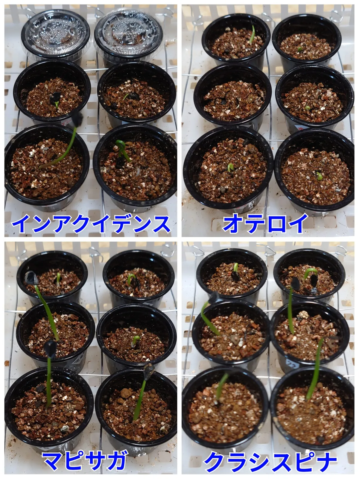 Agave inaequidens (アガベ インアクイデンス)