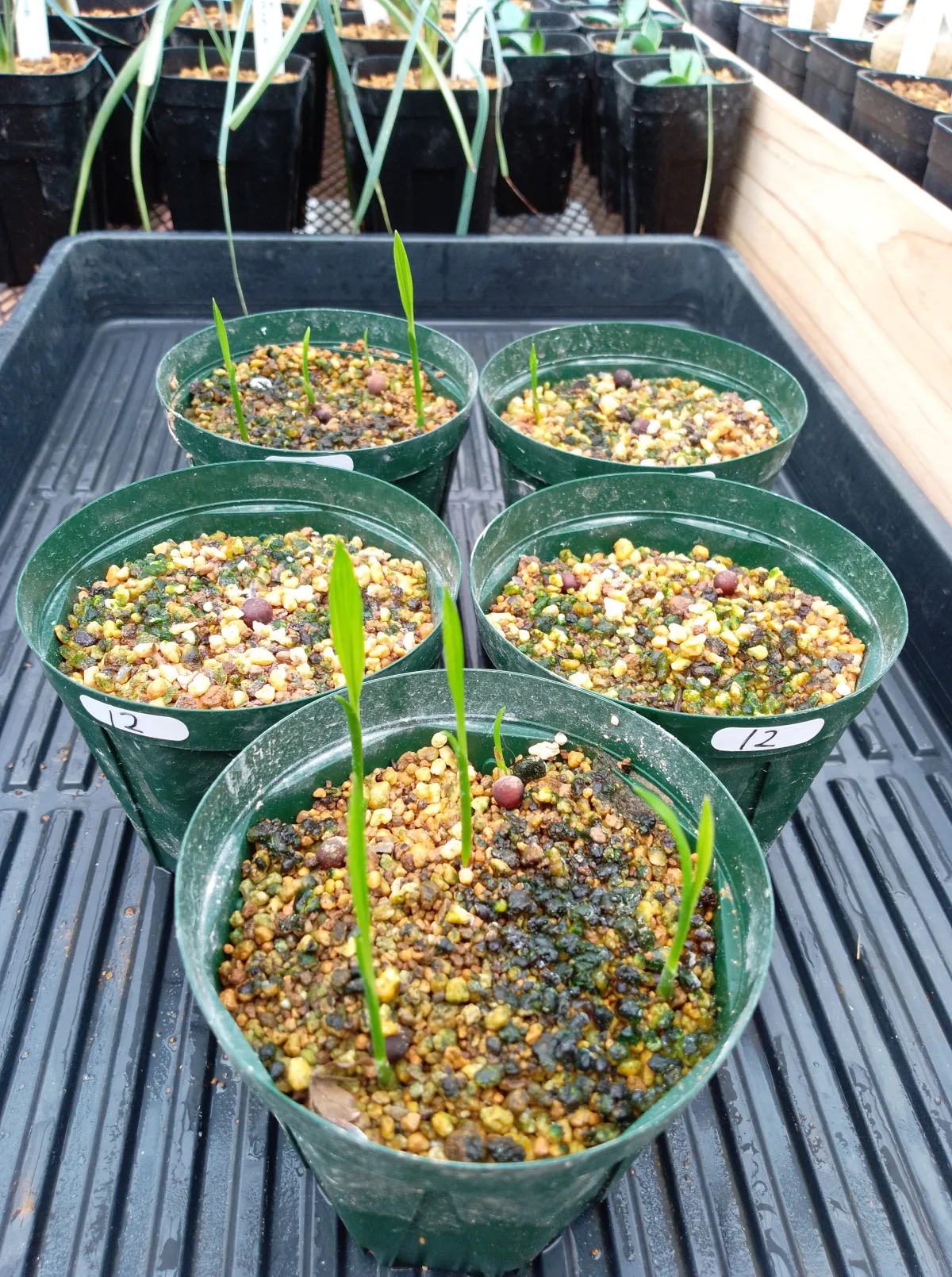 Ravenea rivularis Majesty Palm (ラベニア リブラリス)