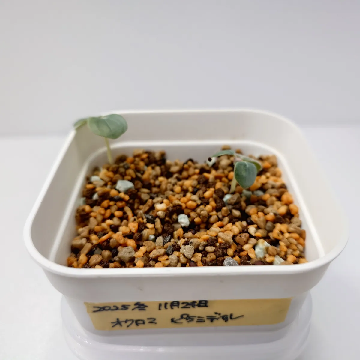 うーん（モニター）