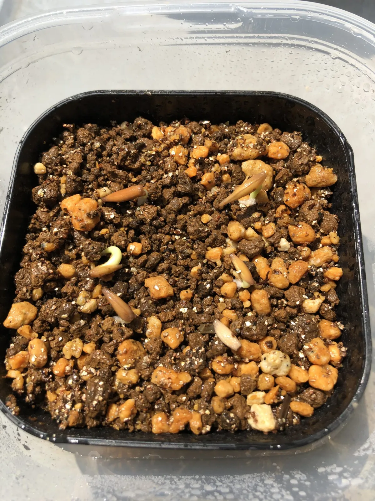 Adenium obesum (アデニウム オベスム)