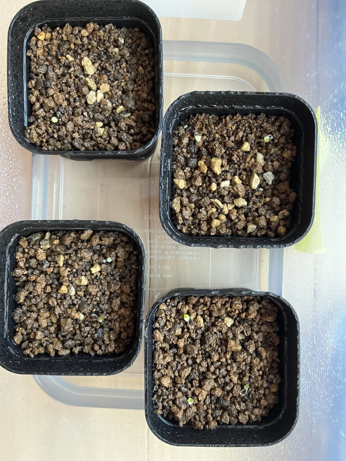 Aloe broomii (アロエ ブルーミー)