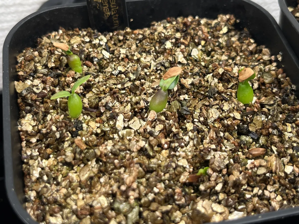 Pachypodium rosulatum subsp. makayense (パキポディウム マカイエンセ)