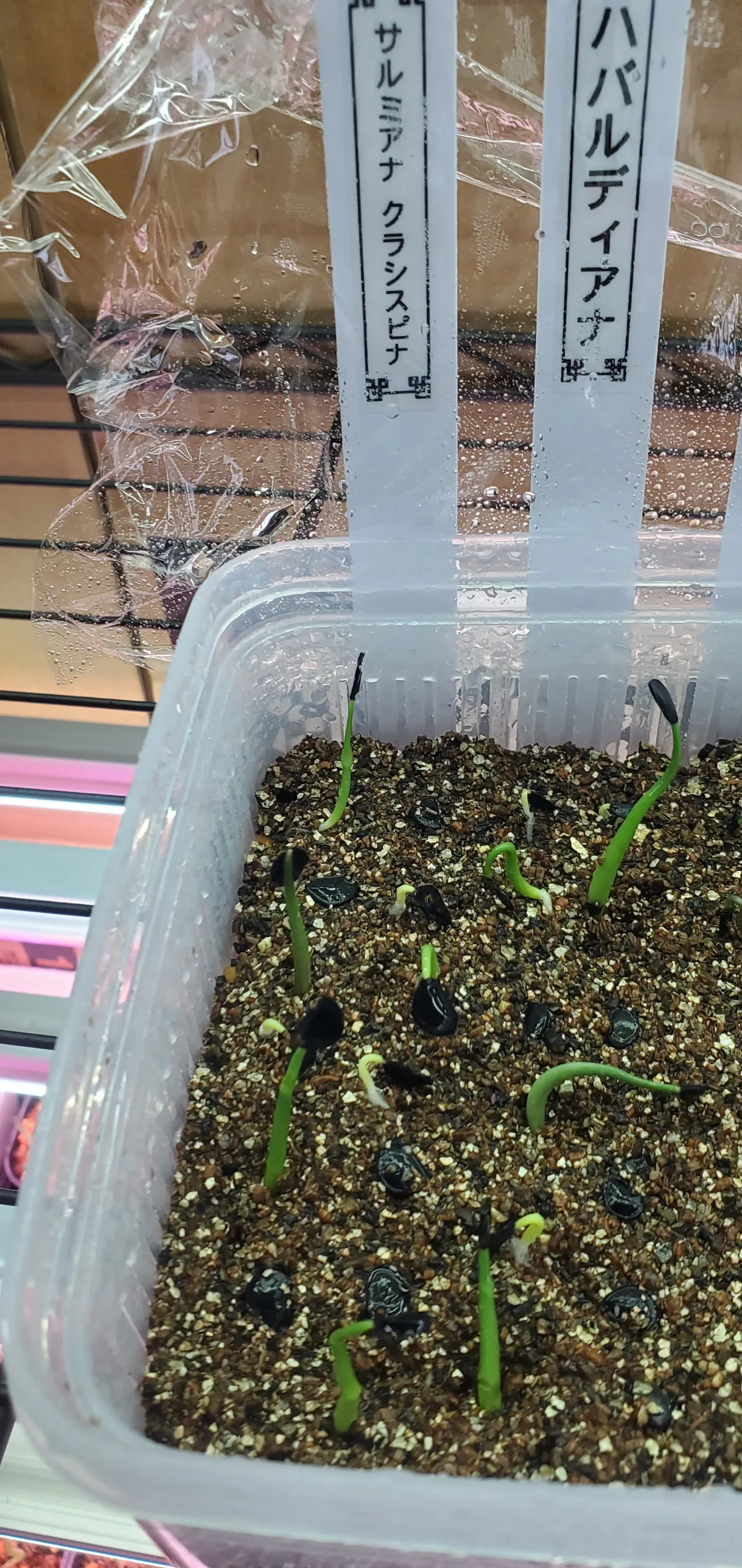 Agave crassispina subsp. crassispina (アガベ サルミアナ クラシスピナ)