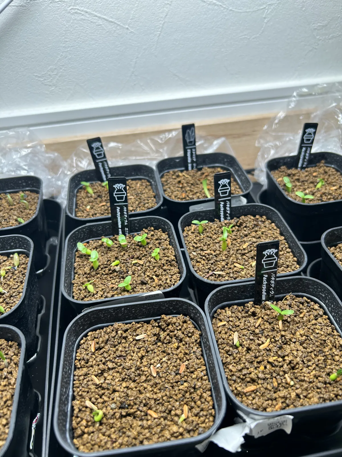 Pachypodium enigmaticum (パキポディウム エニグマチカム)