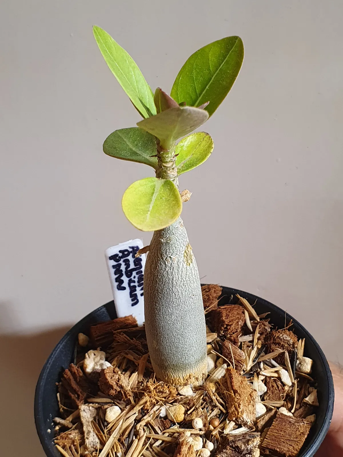 Adenium arabicum (アデニウム アラビカム)