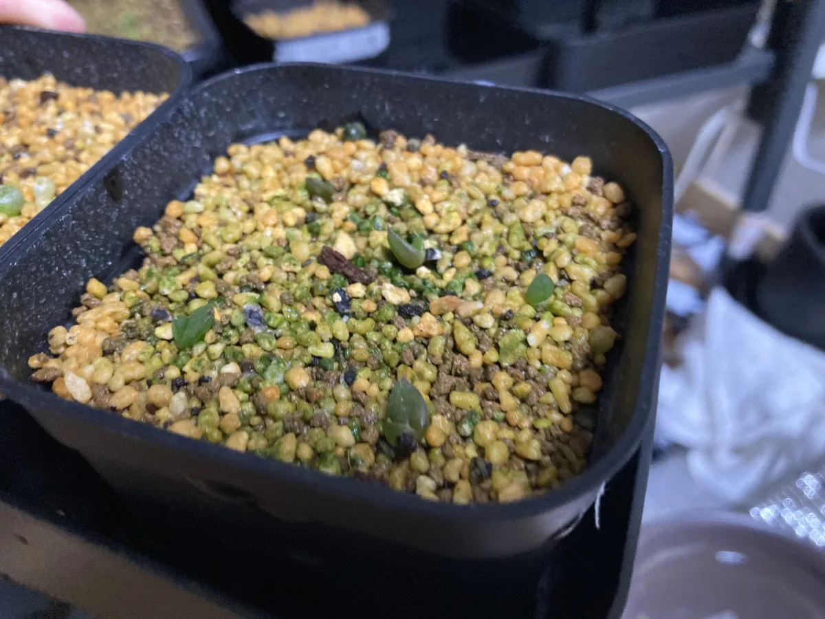 Aloe broomii (アロエ ブルーミー)