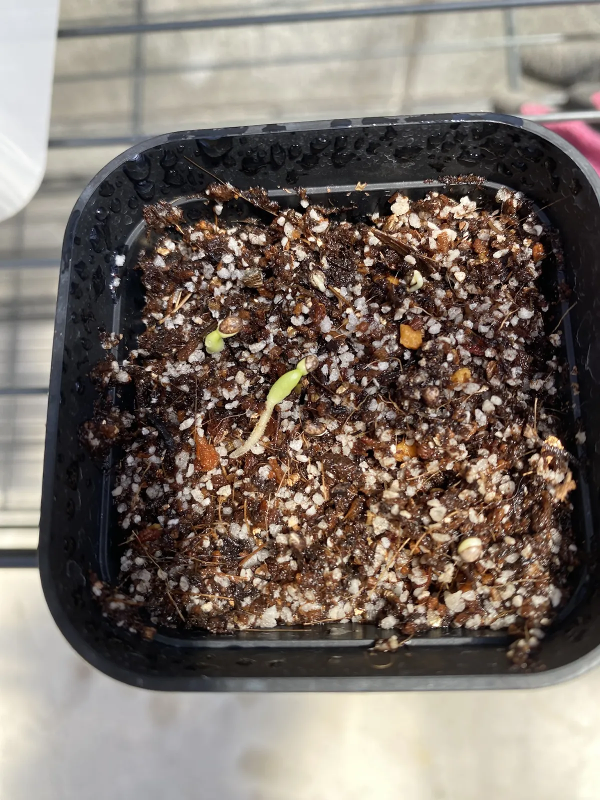 Euphorbia canariensis (ユーフォルビア カナリエンシス)