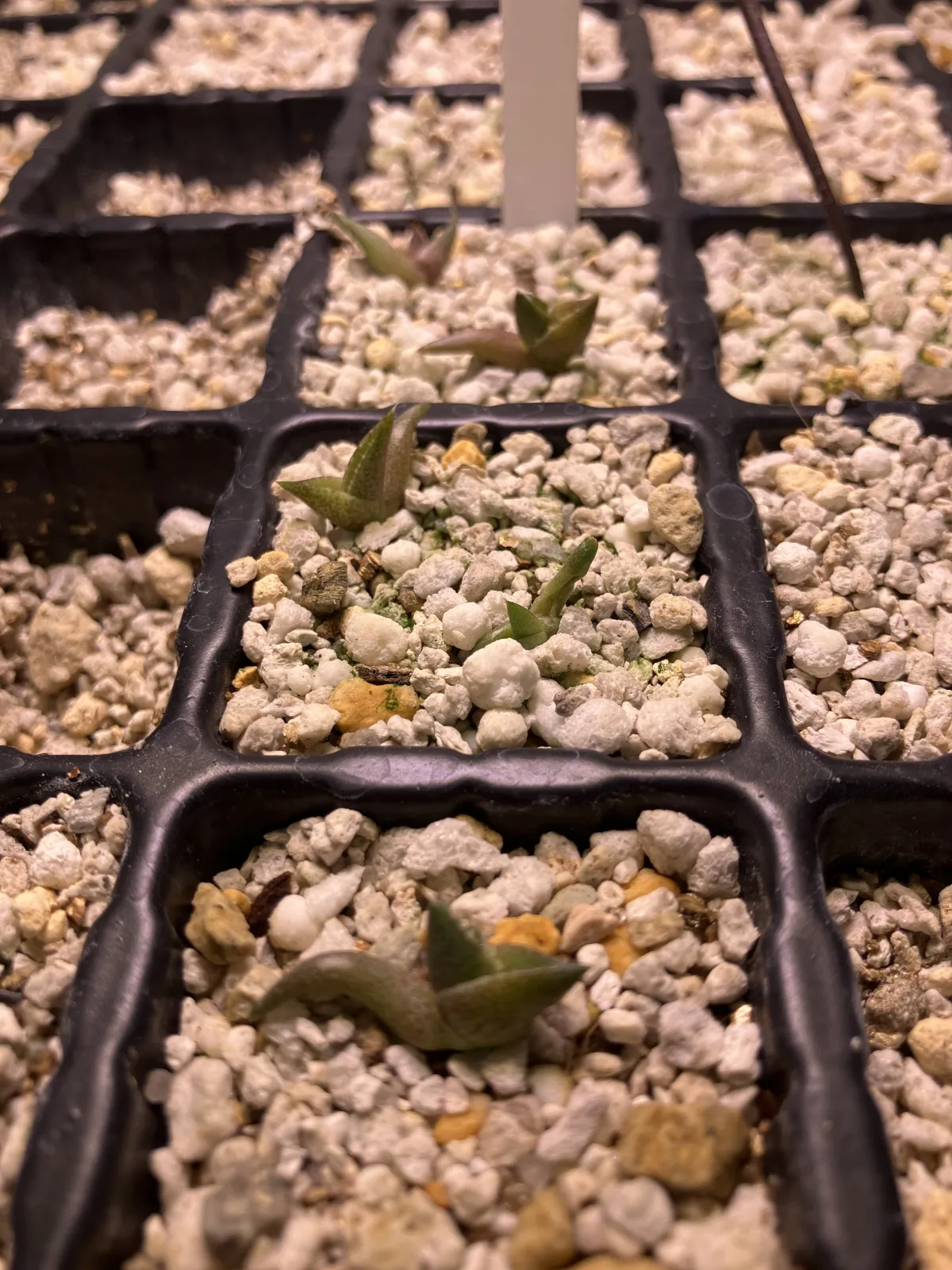 Agave oteroi (アガベ オテロイ)