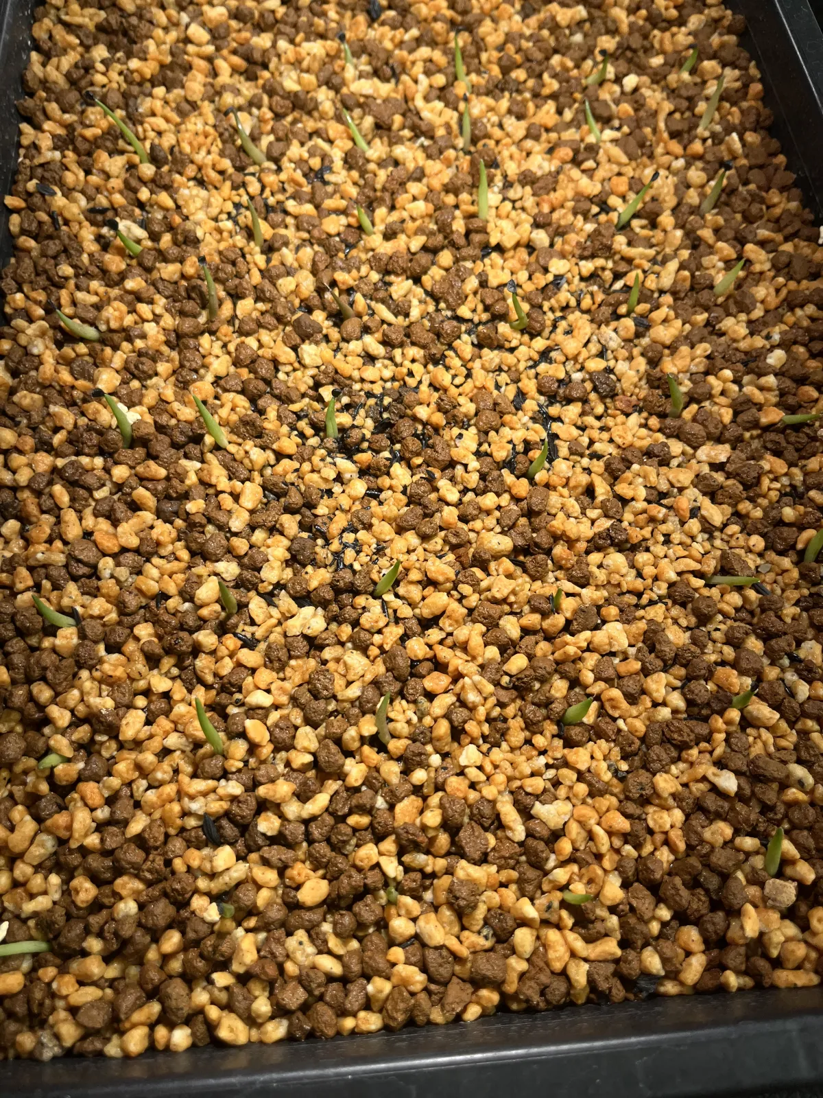 Agave oteroi (アガベ オテロイ)