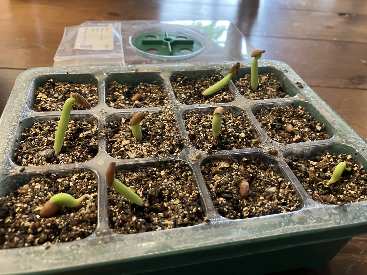 Adenium arabicum (アデニウム アラビカム)