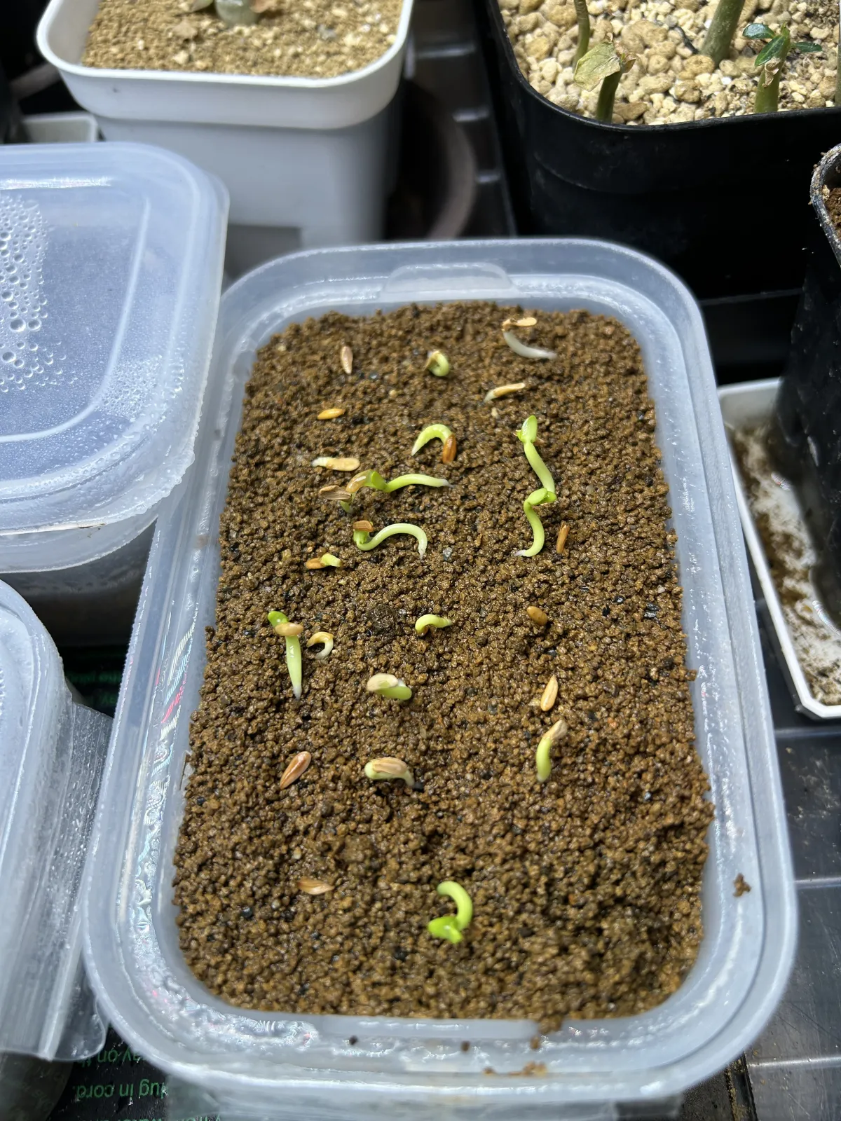 Pachypodium rosulatum (パキポディウム ロスラーツム)