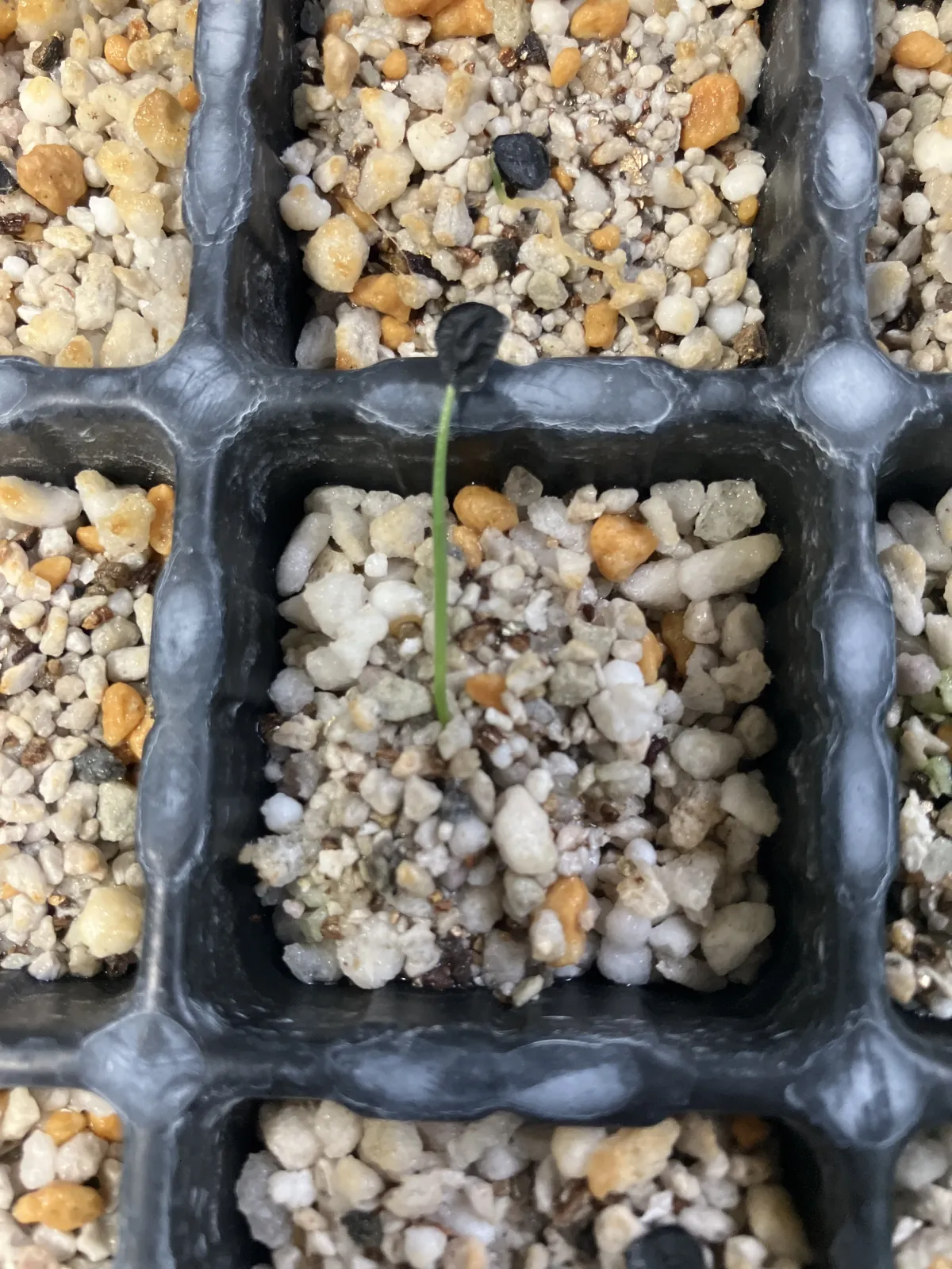 Hesperocallis undulata (ヘスペロカリス アンデュラータ)