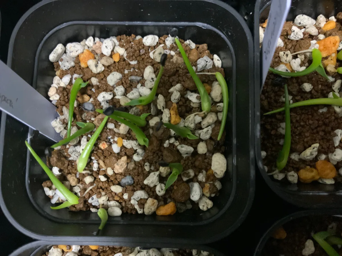 Agave utahensis var. nevadensis 'Compacta' (アガベ ネバデンシス コンパクタ)