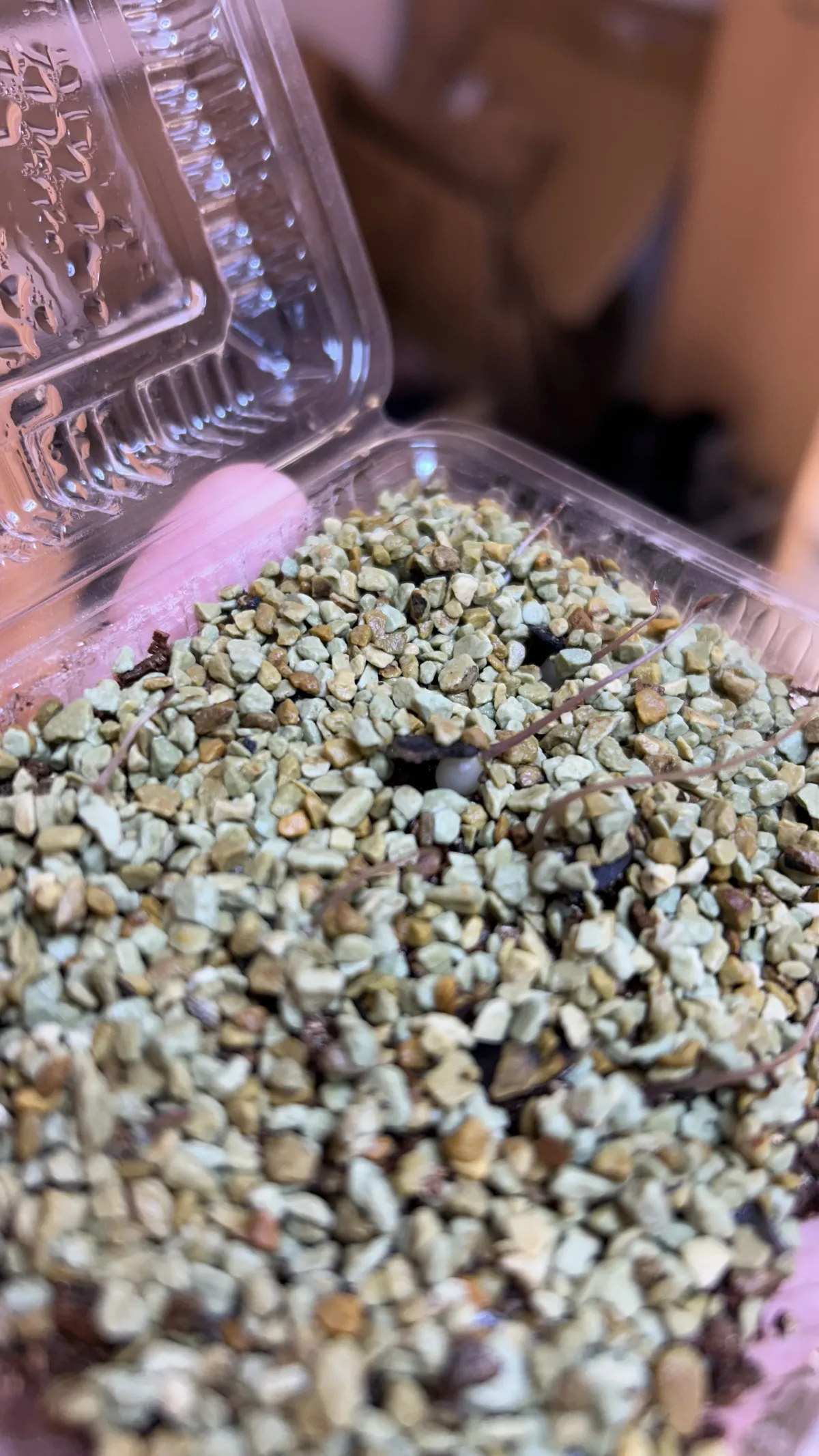 Dioscorea elephantipes (ディオスコレア エレファンティペス アフリカ亀甲竜)